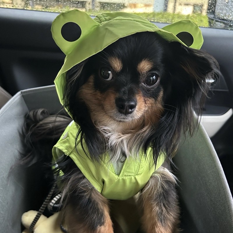 お客様A.S様が人物写真の代わりに提供した愛犬の写真